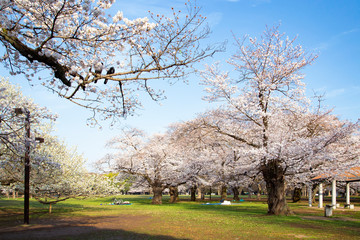 桜の季節の代々木公園・中央広場