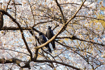 桜の季節の代々木公園・中央広場