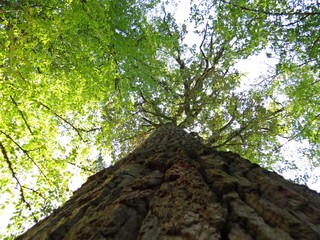 Beautiful Sunny Sky Seen Through Tree Branches with Leaves