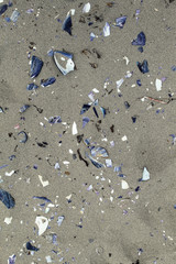 Background texture of broken mussels and sand.