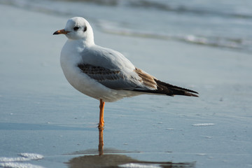 A beautiful gull stands very smoothly on the wet sea sand against the backdrop of waves.