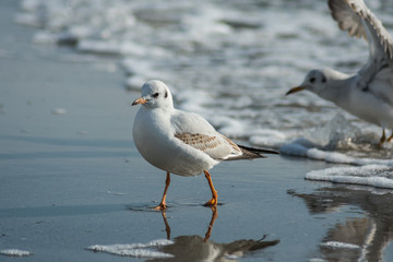 A seagull walks on wet sand from the sea with foam towards the shore. Against the background one more gull flies