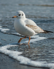 Vertical photo of a seagull that is trying to step onto the sand from the sea wave with foam