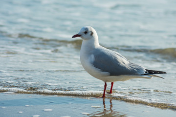 A beautiful seagull stands on the shore in seawater and looks towards the shore.