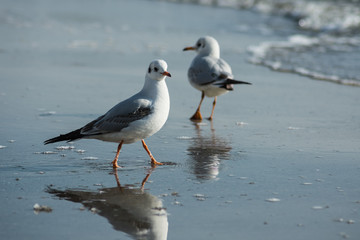 Naklejka premium Two seagulls strolling slowly along the wet sand along the seashore