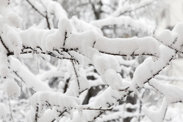 Branch covered with lots of snow