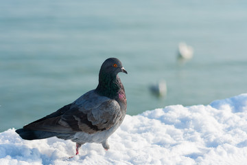 A beautiful, multi-colored pigeon is walking along a snow-covered pier along the water.