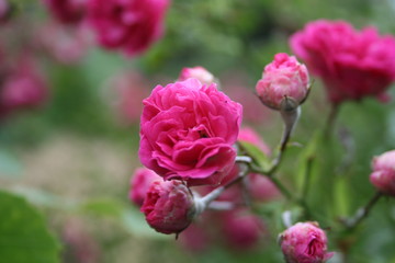 w świecie macro fotografii