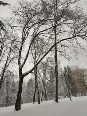 Park under the snow during winter. Slovakia