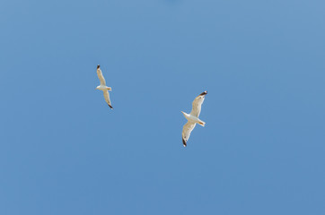 Seagull flying in the blue sky over the sea.