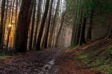 Misty atmosphere walking down through creep woods in winter.