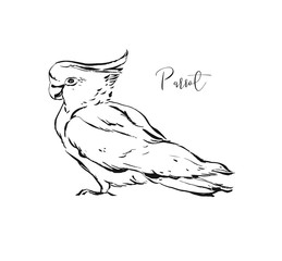 Hand drawn vector abstract artistic ink textured graphic sketch drawing illustration of tropical exotic parrot isolated on white background