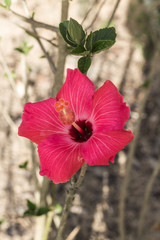 Obraz premium Flor