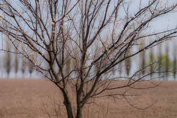 Apricot tree begins to bloom on a blurred background with a plowed field and a number of poplars. Selective focus.
