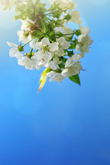 Close up on white cherry blossoms. Spring background.