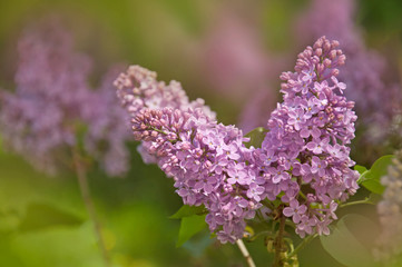 Fototapeta premium Close-up blooming lilac. Spring flowers.