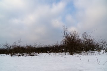 Nature under the snow during winter. Slovakia