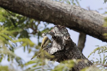 Female cardinal woodpecker (Dendropicos fuscescens)