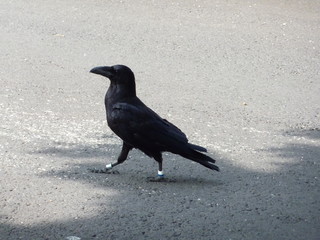 Obraz premium Walking raven