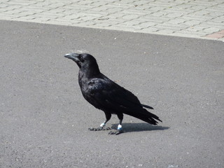 Raven side