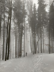 Obraz premium Nature under the snow during winter. Slovakia