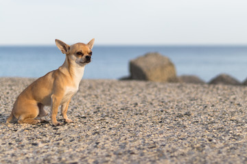 Portrait of the dog Terry. His breed is chihuahua and he loves to make people smile with his charming look. The photos are taken on one of his favorite places to run - the beach.