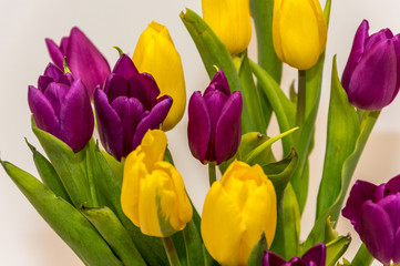 Naklejka premium Fioletowe i żółte tulipany, bukiet tulipanów