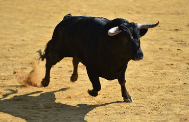 spanish bull in bullring