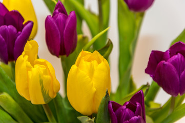 Fioletowe i żółte tulipany, bukiet tulipanów