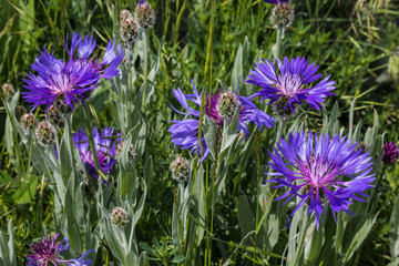 a field of blue wild meadow cornflowers