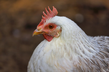 Portrait of white-grey adult hen on the farm