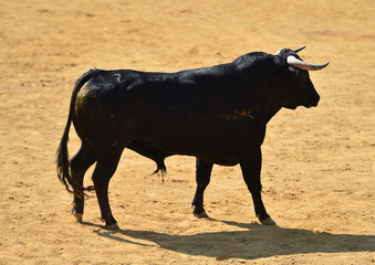 bull in spain