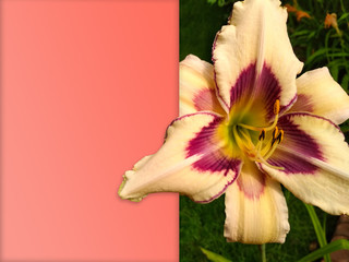 Blooming bright day lily, hemerocallis in green garden. Flowers and leaves with paper card note. Nature concept.