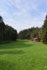 Una radura nella foresta