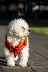 Cute small white bichon dog playing in the park. Slovakia