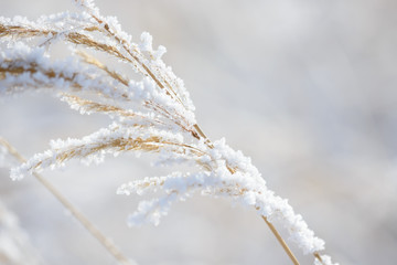 Grass branches frozen in the ice. Frozen grass branch in winter. Branch covered with snow.