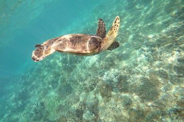 Obraz na płótnie Canvas Green sea turtle above coral reef underwater photograph in Hawaii