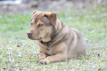 Puppy dog rest in a backyard home 