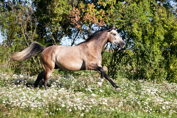 Nice white horse running on meadow