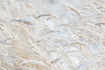 Fototapeta premium Grass branches frozen in the ice. Frozen grass branch in winter. Branch covered with snow.
