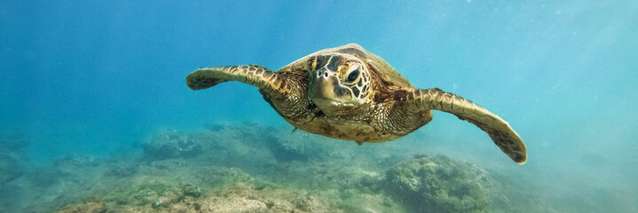 Green sea turtle above coral reef underwater photograph in Hawaii