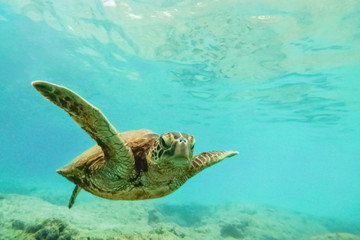 Fototapeta na wymiar Green sea turtle above coral reef underwater photograph in Hawaii