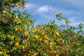 Fototapeta na wymiar Branches of lemon tree