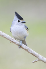 Black crested titmouse perched on a branch eating backyard outside home feeder
