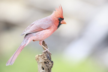 Northern cardinal perched on a branch outside backyard home feeder