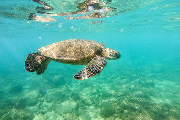 Obraz premium Green sea turtle above coral reef underwater photograph in Hawaii
