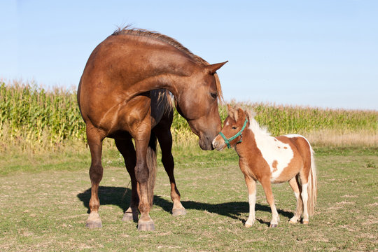 Portrait of nice big and small horses
