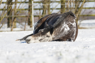 Connemarapony wälzt sich im Schnee