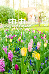 Purple hyacinths blooming in spring among colorful flower field of tulips at Keukenhof garden in...