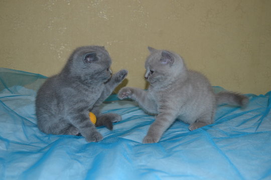  kittens